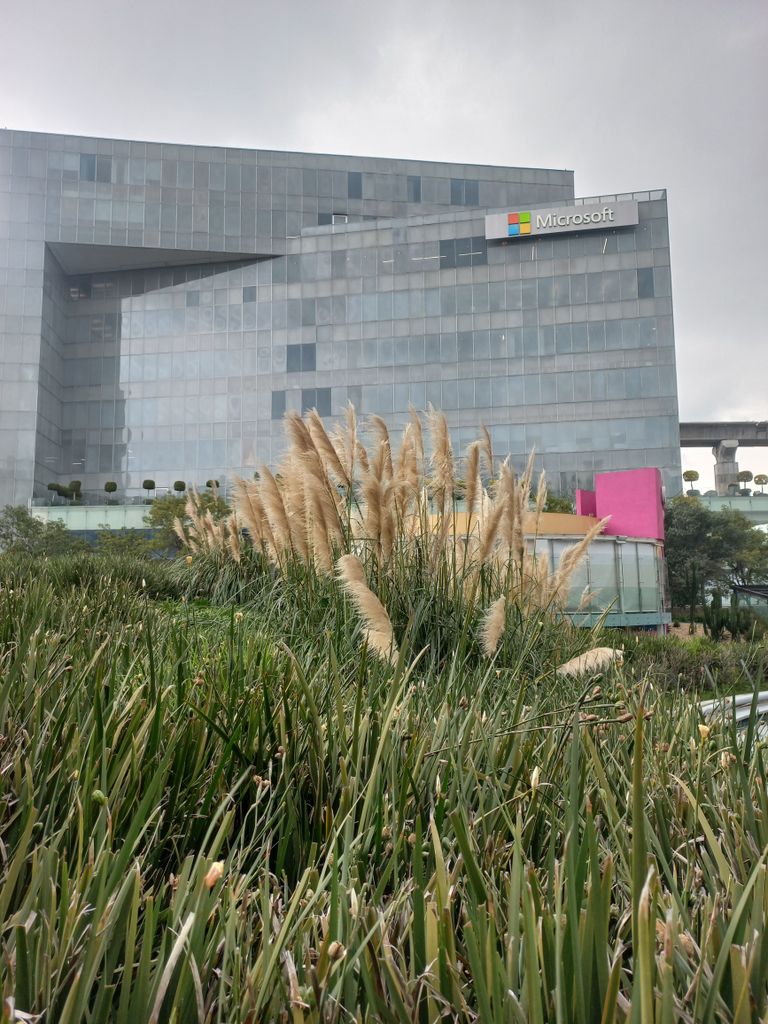 Modern Microsoft office building with lush greenery and cloudy sky in foreground.