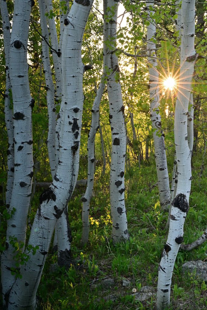 Beautiful sunburst through aspen trees in Deadwood, South Dakota forest.